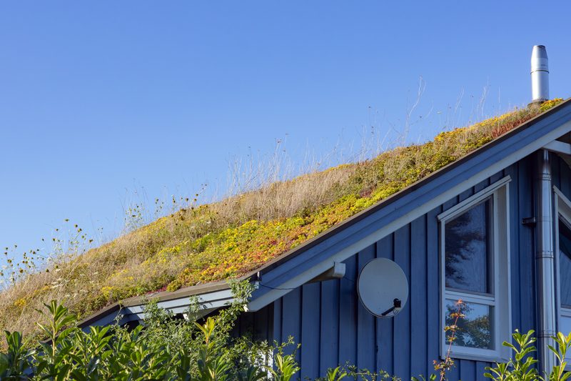 Toiture végétalisée sur un bâtiment en bois